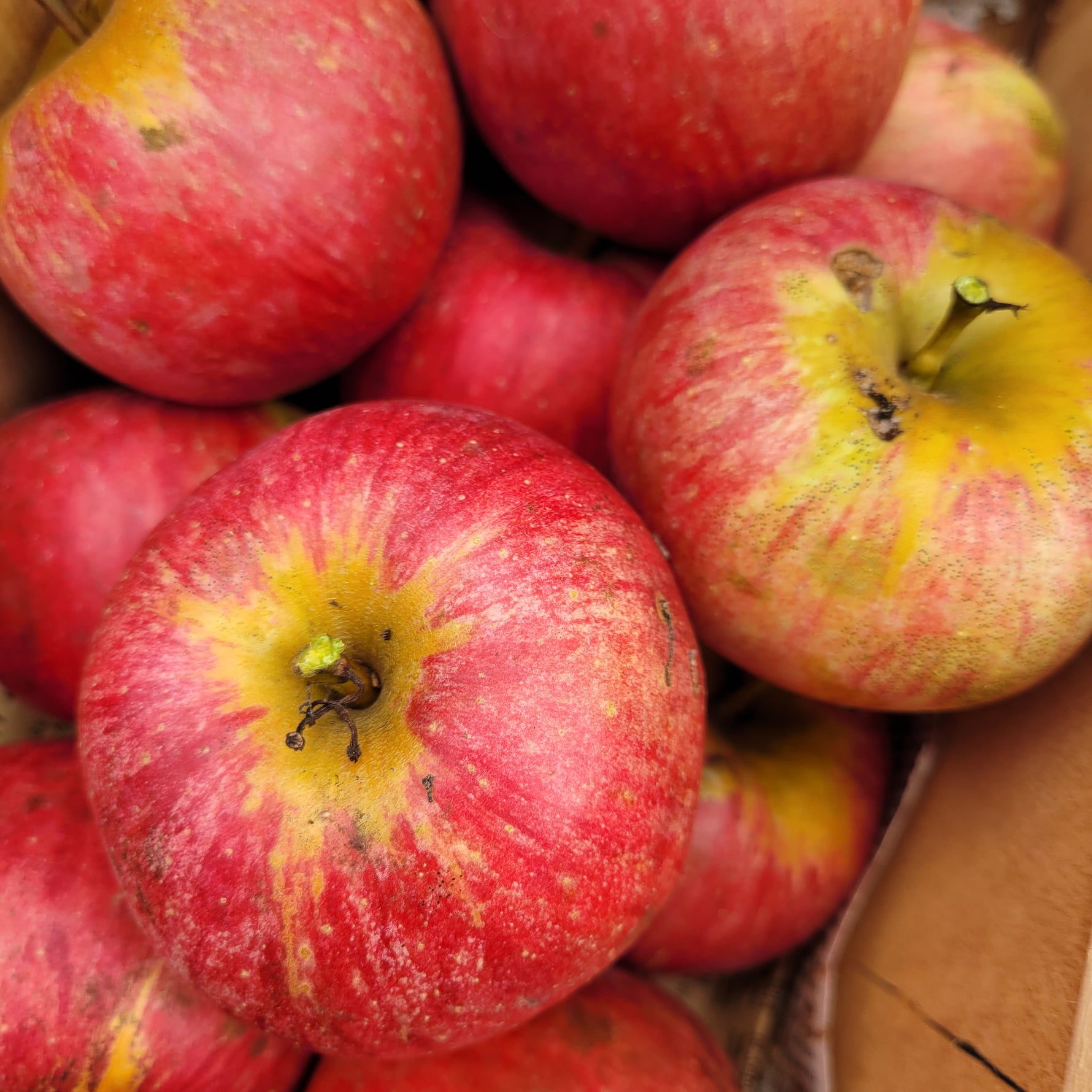 Northern Spy Apple Bareroot – Silver Creek Nursery