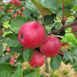 Yarlington Mill Apple
