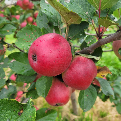 Yarlington Mill Apple