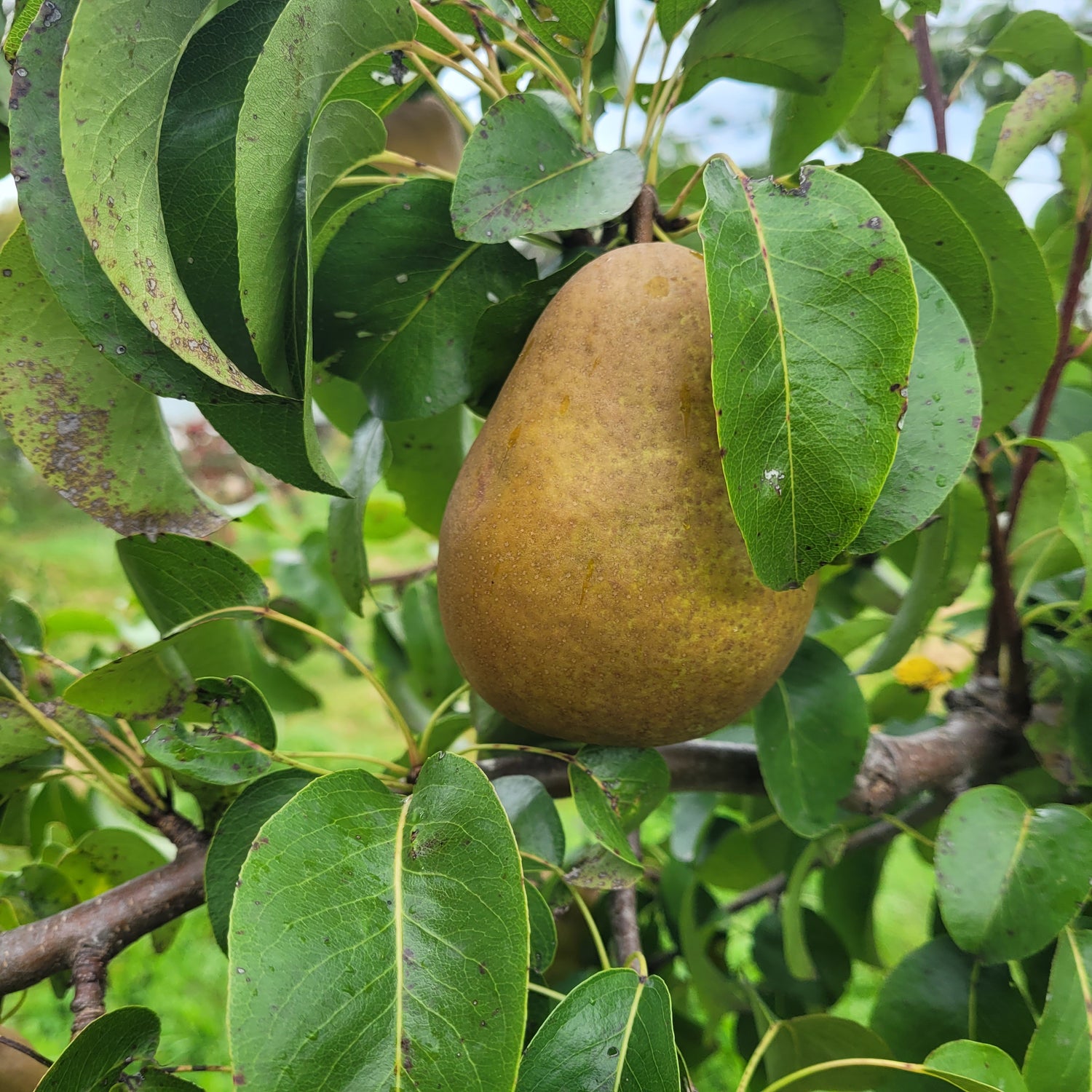 Beurré Hardy Pear growing in the tree.