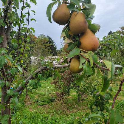 Beurré Hardy Pear