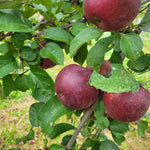 Spartan Apple