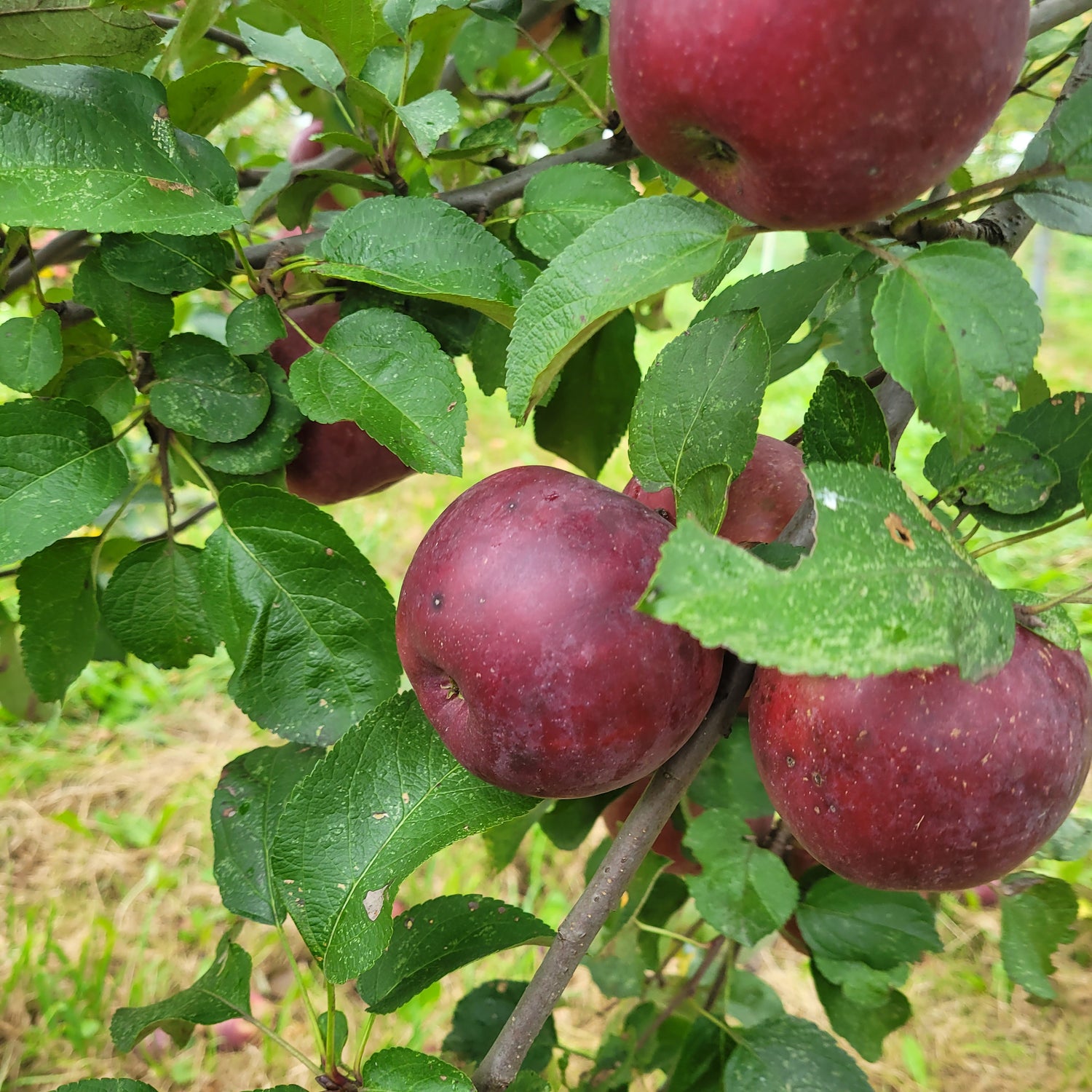 Spartan Apple