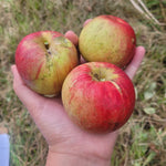 Tremlett's Geneva Bitter Apple