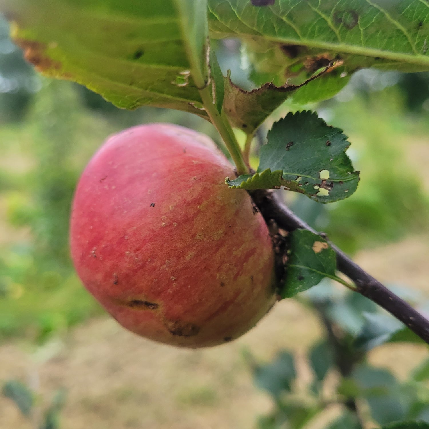 Domaine Apple