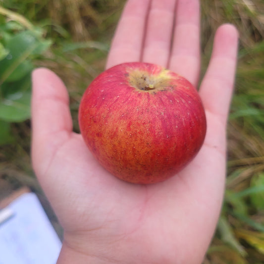 Somerset Redstreak Apple