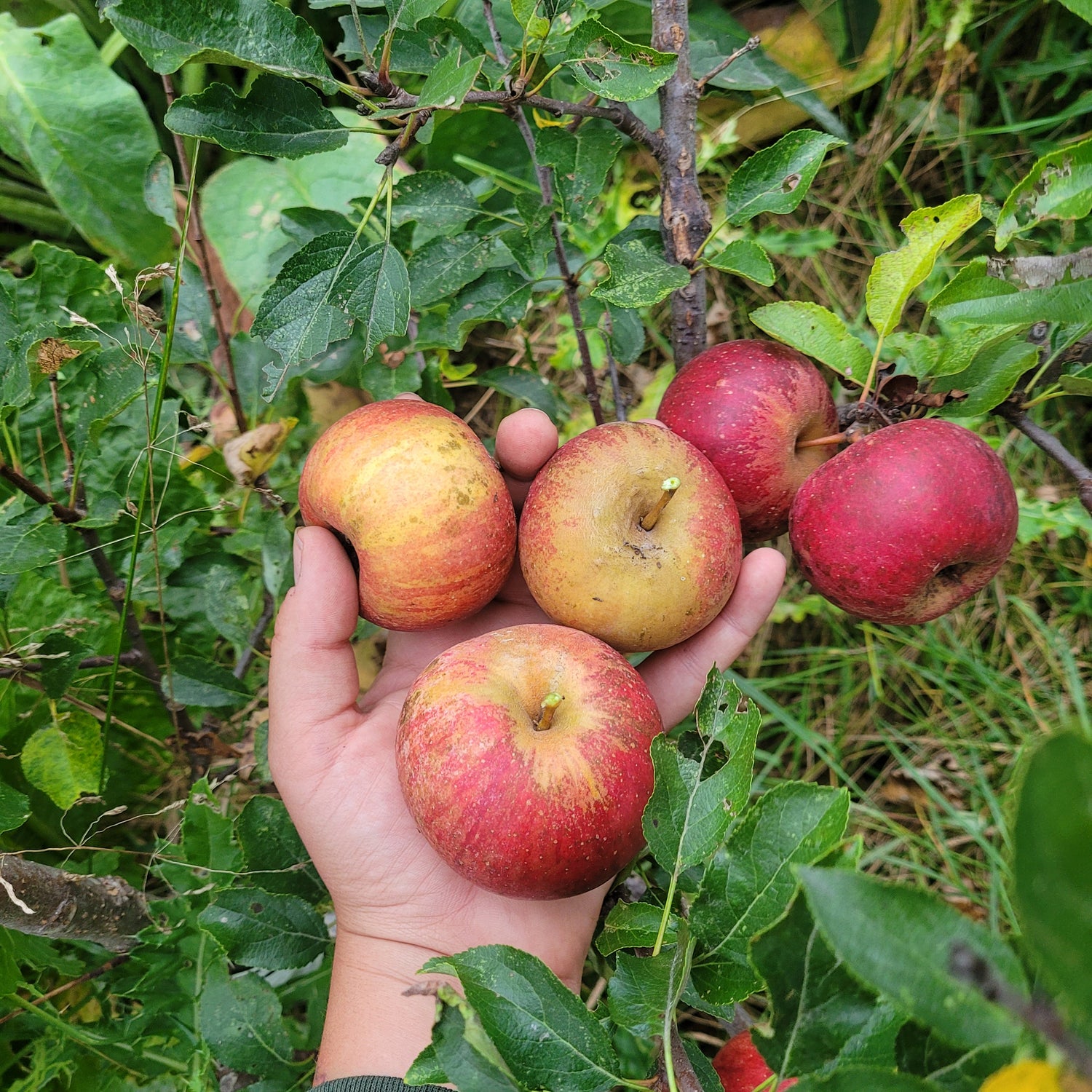 Dabinett Apple