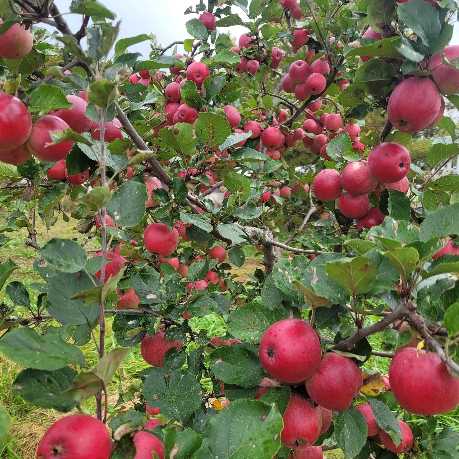 Yarlington Mill Apple Tree (Bareroot)