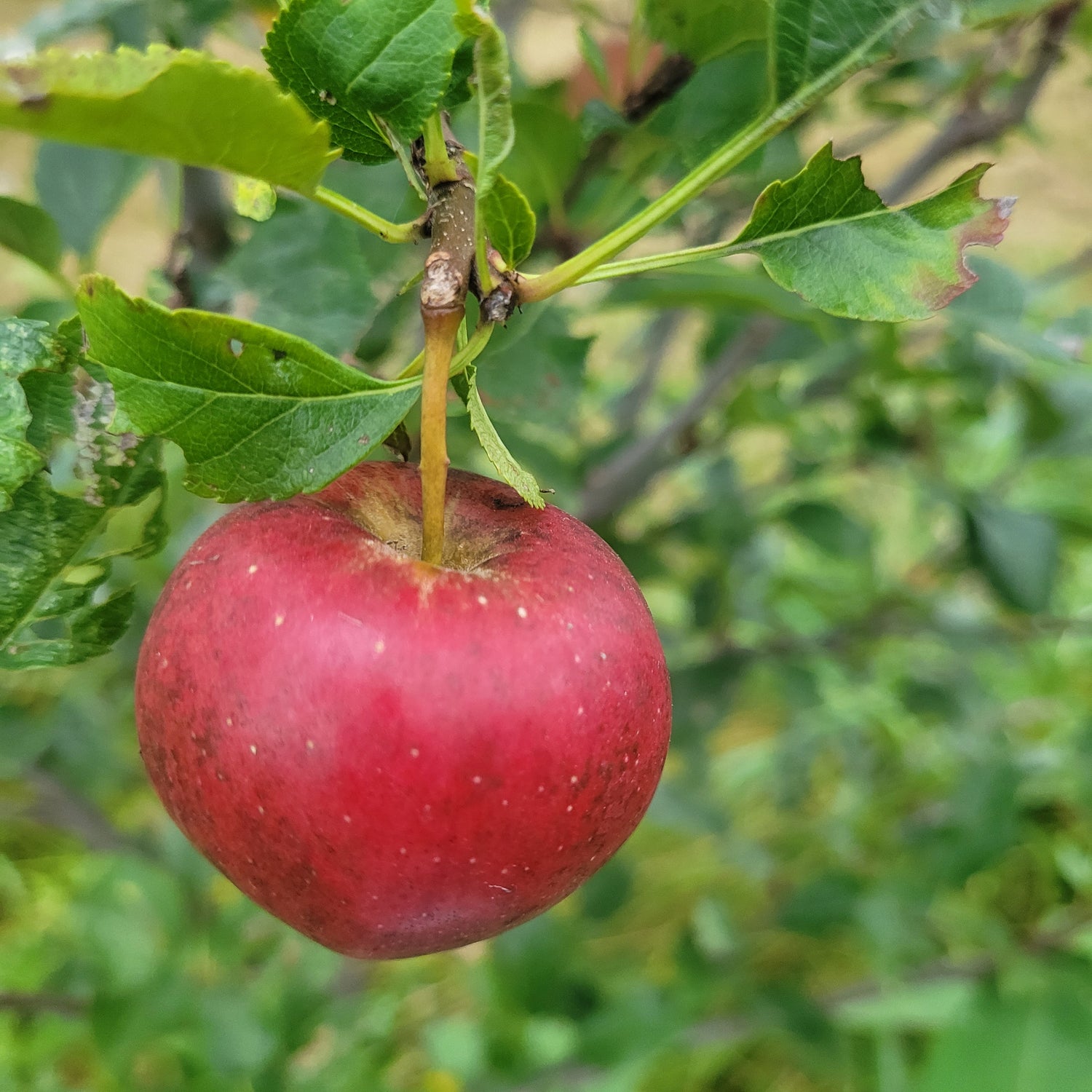 Galarina™ Apple Scionwood