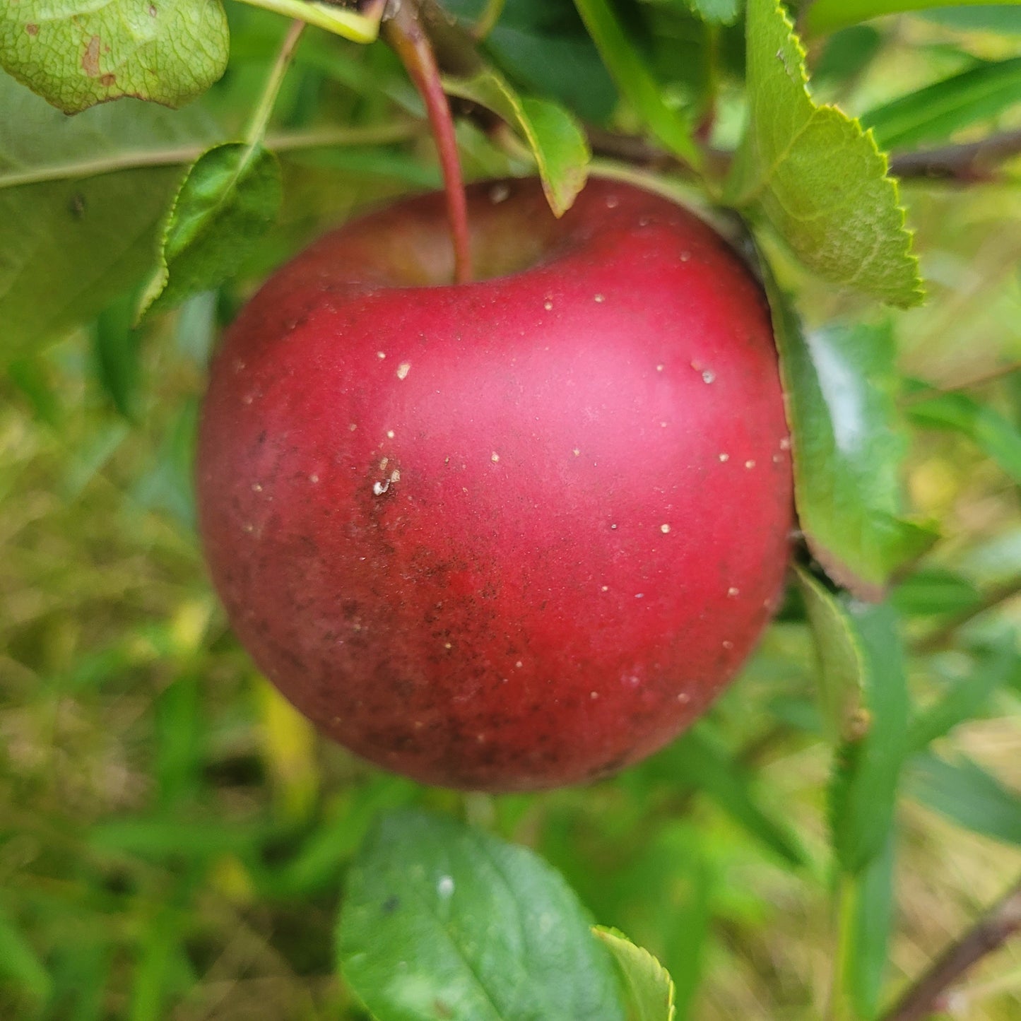 Enterprise Apple