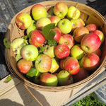 True Root Pippin Apples in a bushel