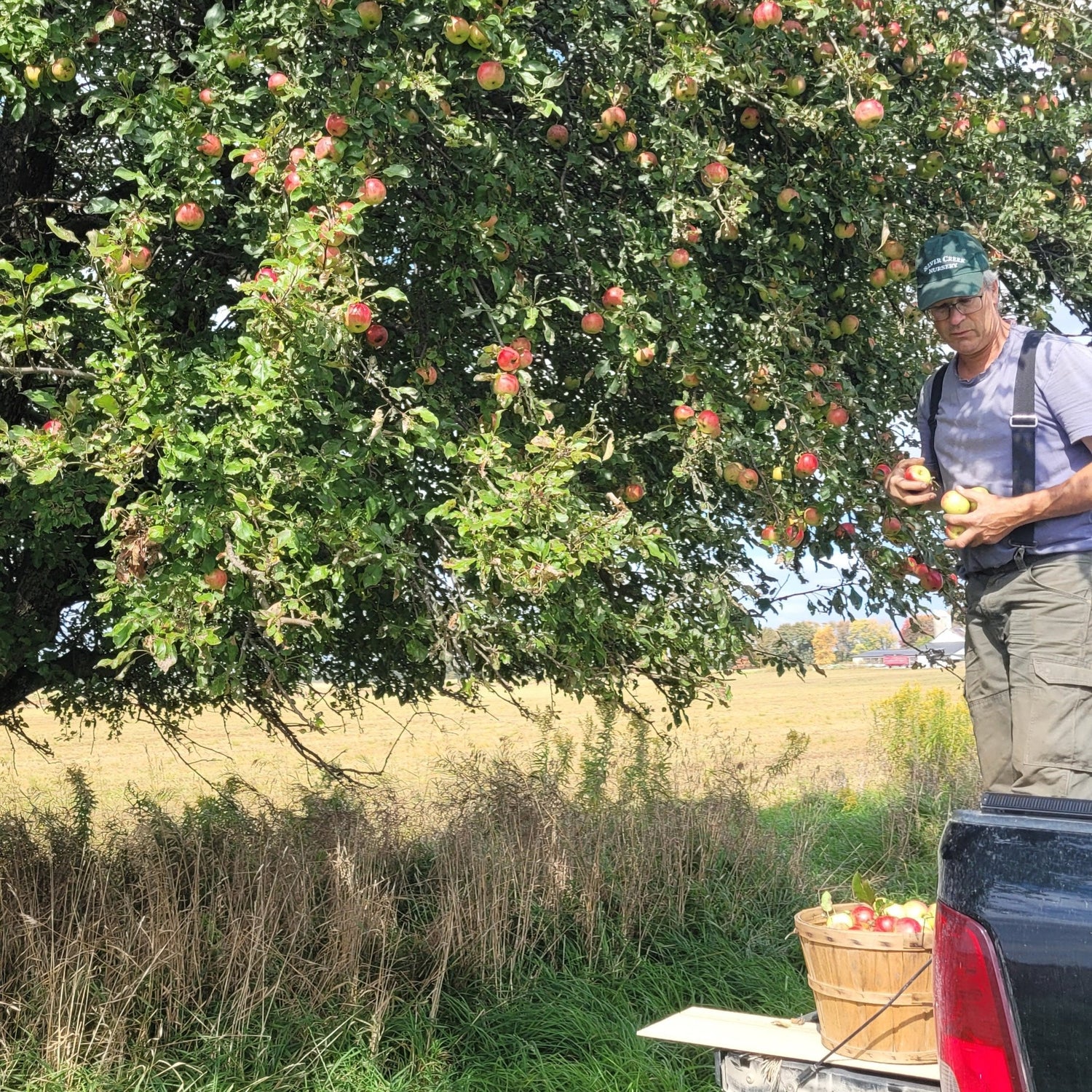 person picking apples from a True Root Pippin Apple tree