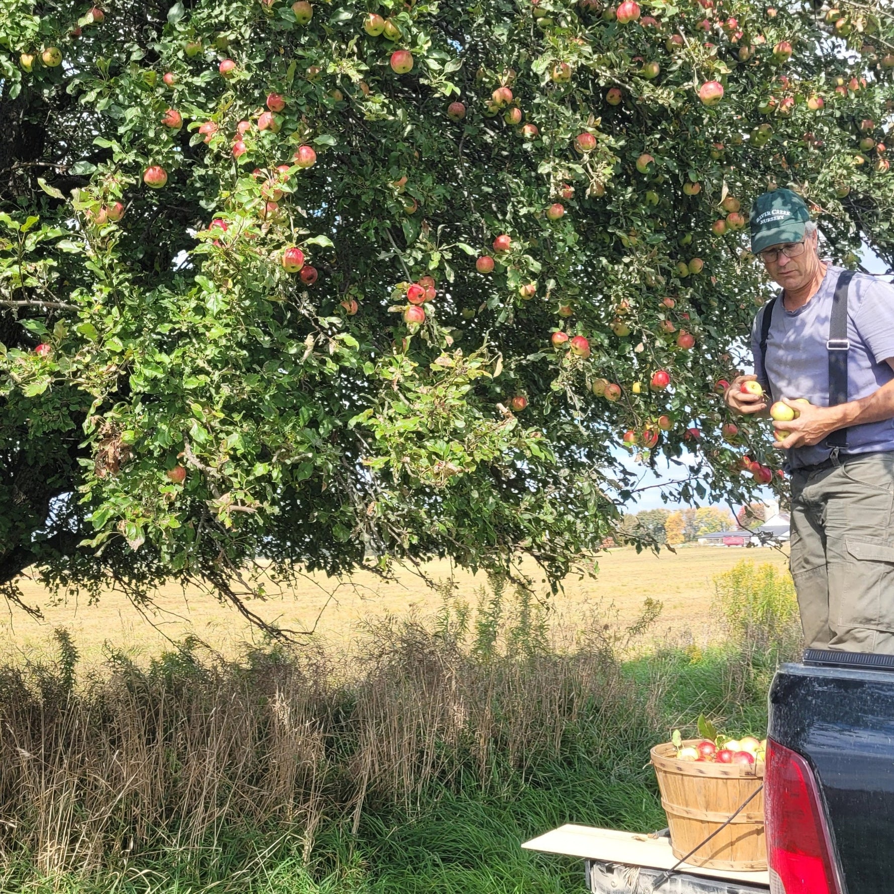 person picking apples from a True Root Pippin Apple tree