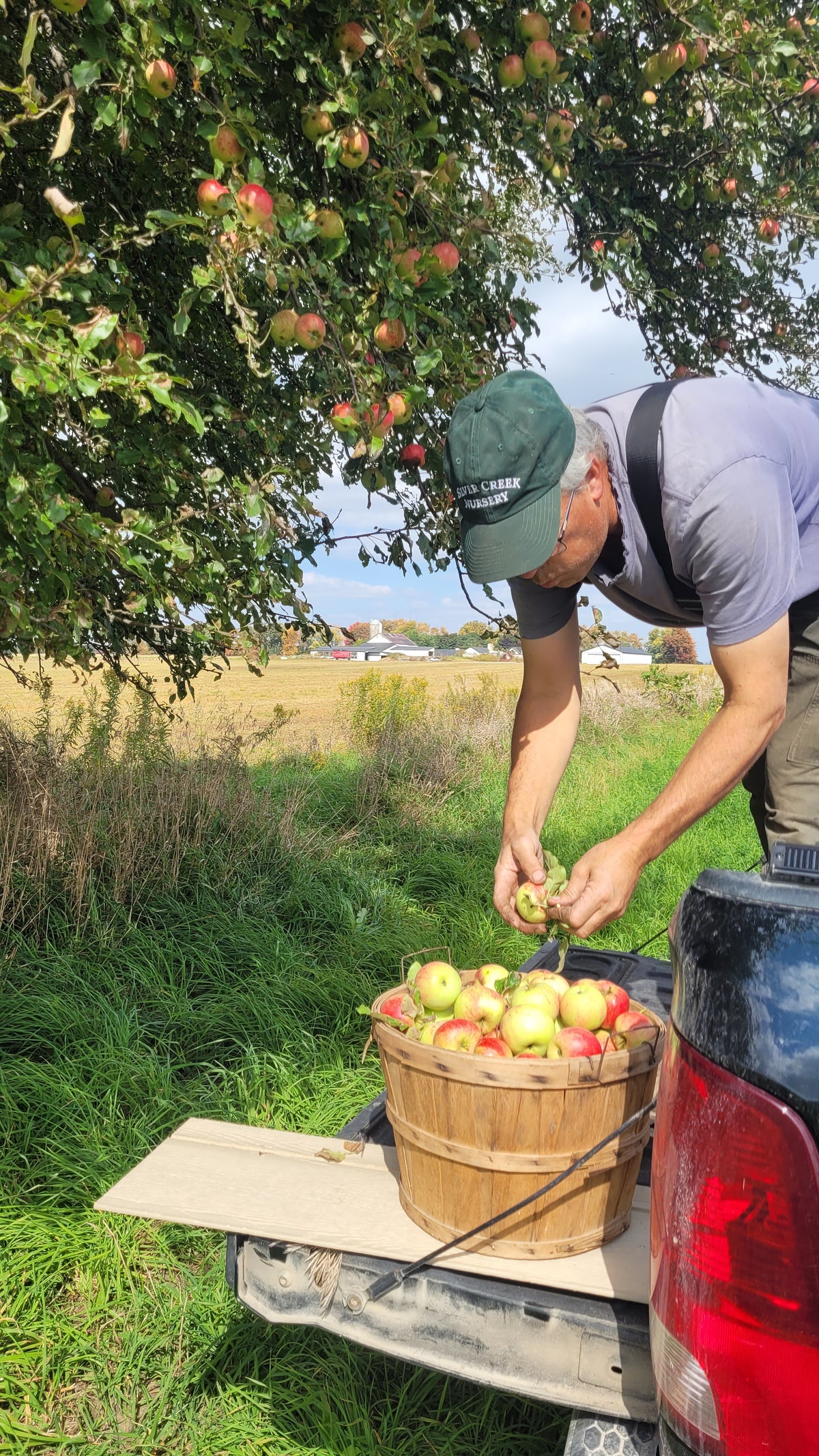 True Root Pippin Apple Tree (Bareroot)