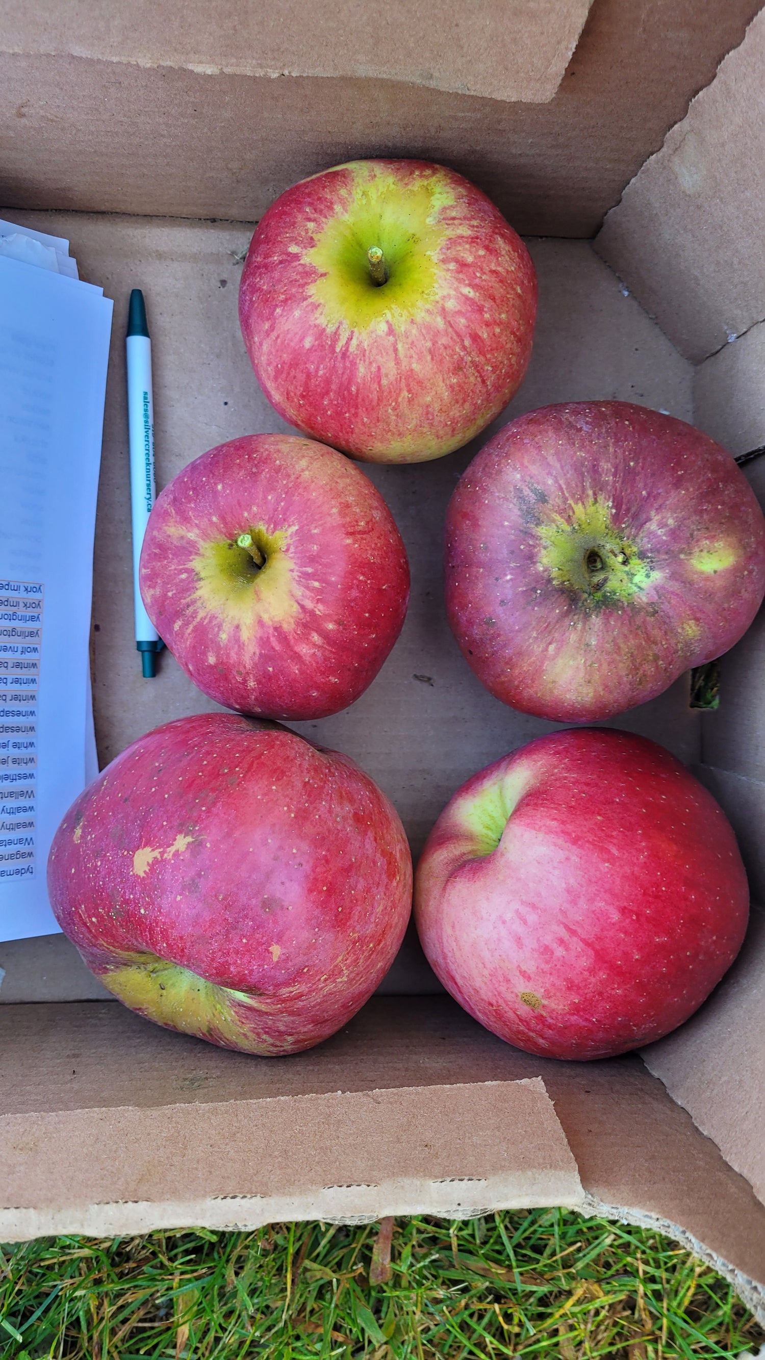 Wolf River Apple Bareroot