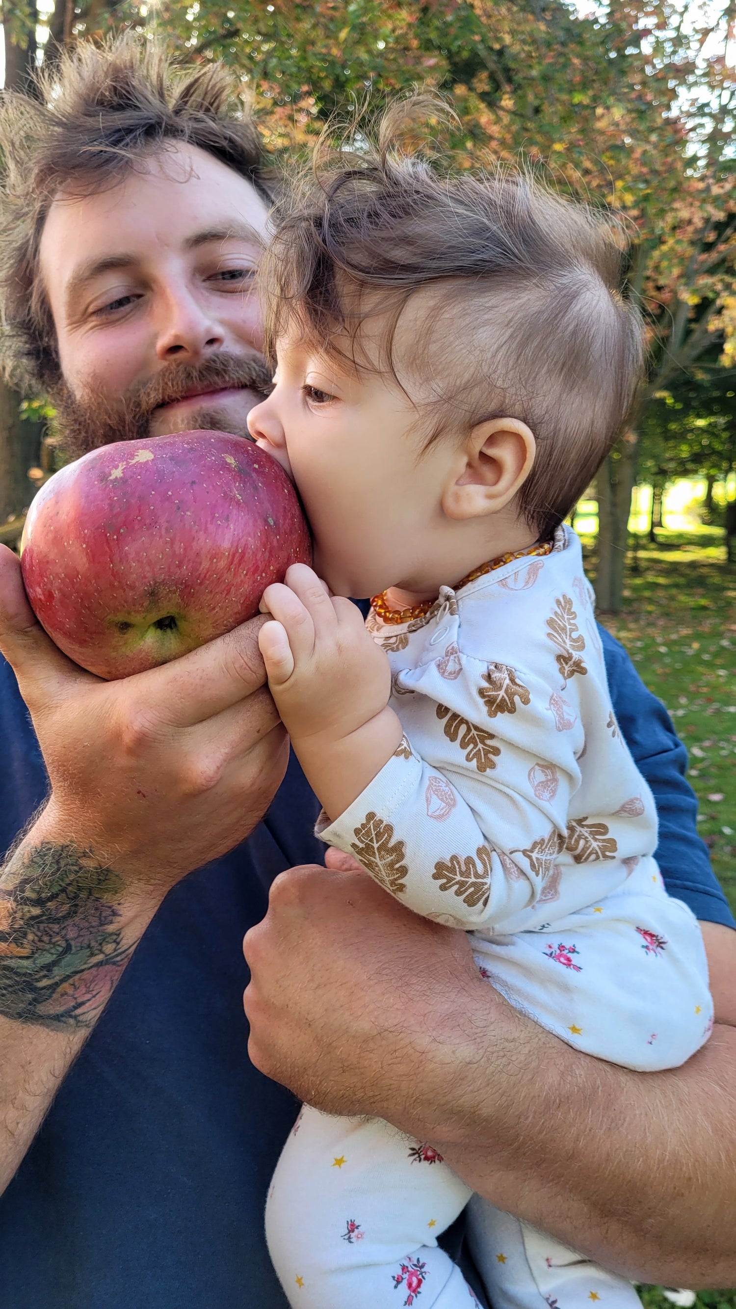Wolf River Apple Bareroot