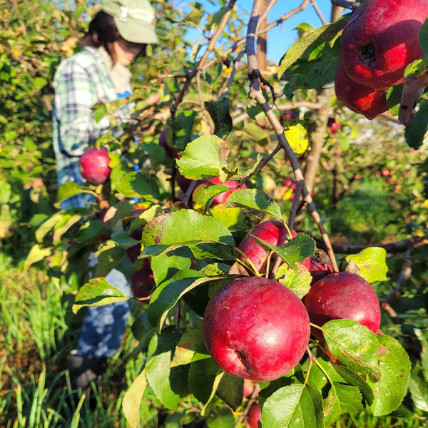 Canadian Edible Backyard Bundle