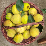 Basket of Giant of Zagreb Quince