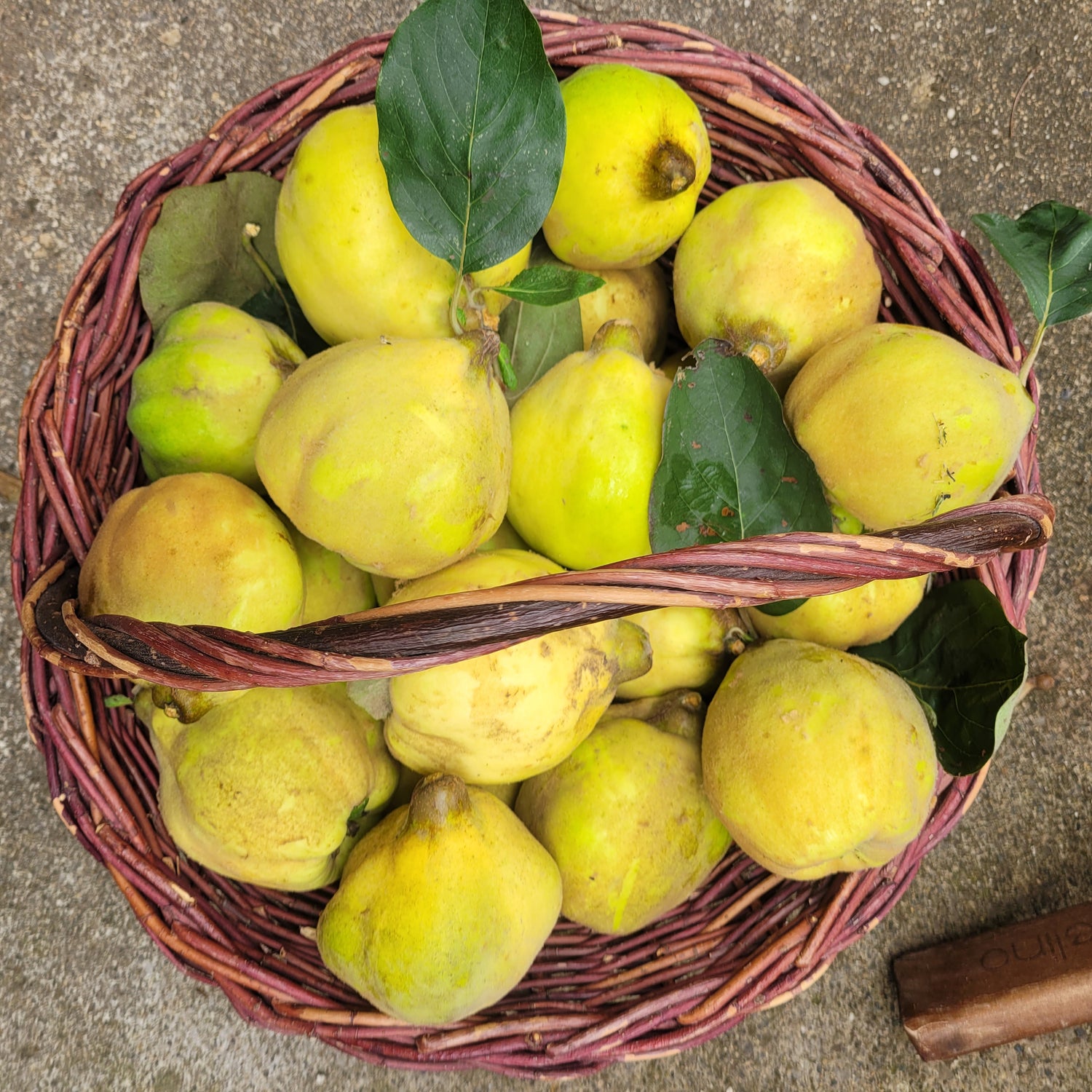 Basket of Giant of Zagreb Quince