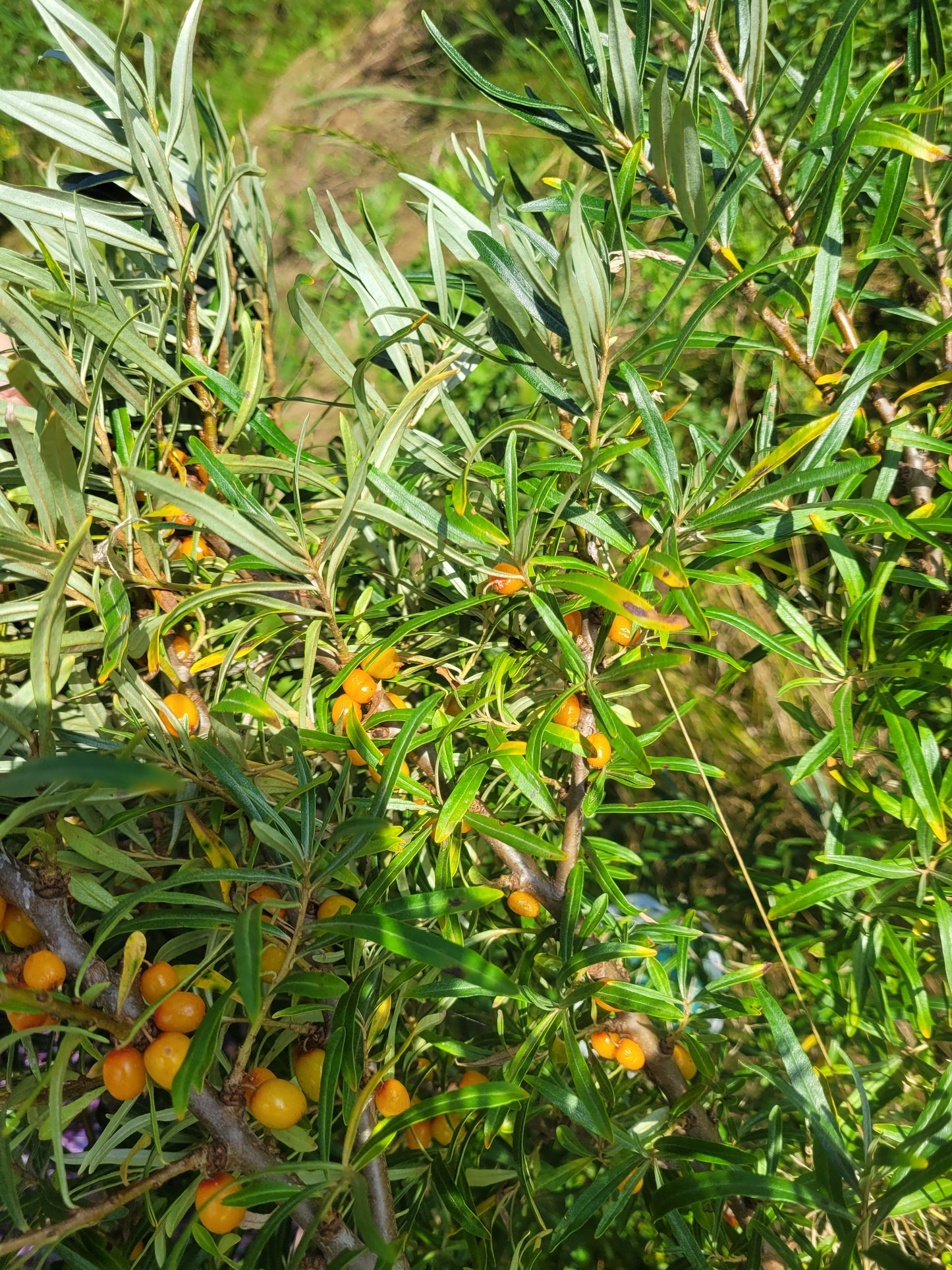 Siberian Splendour Sea Buckthorn (Female)