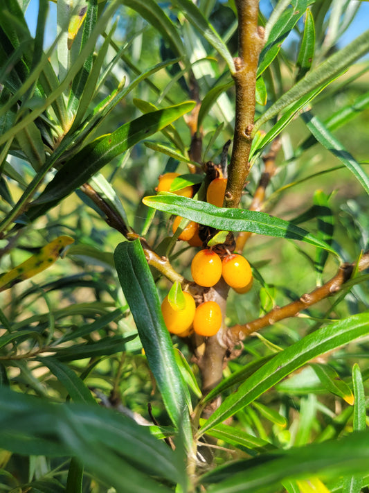 Harvest Moon Sea Buckthorn (Female)