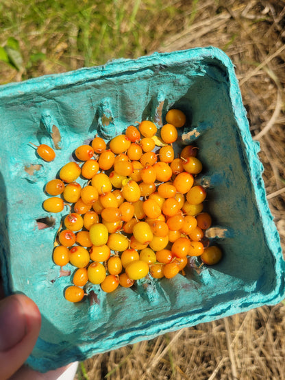 Siberian Splendour Sea Buckthorn (Female)