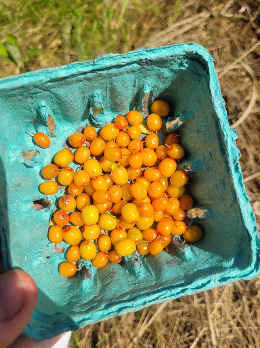 Siberian Splendour Sea Buckthorn (Female) Bareroot