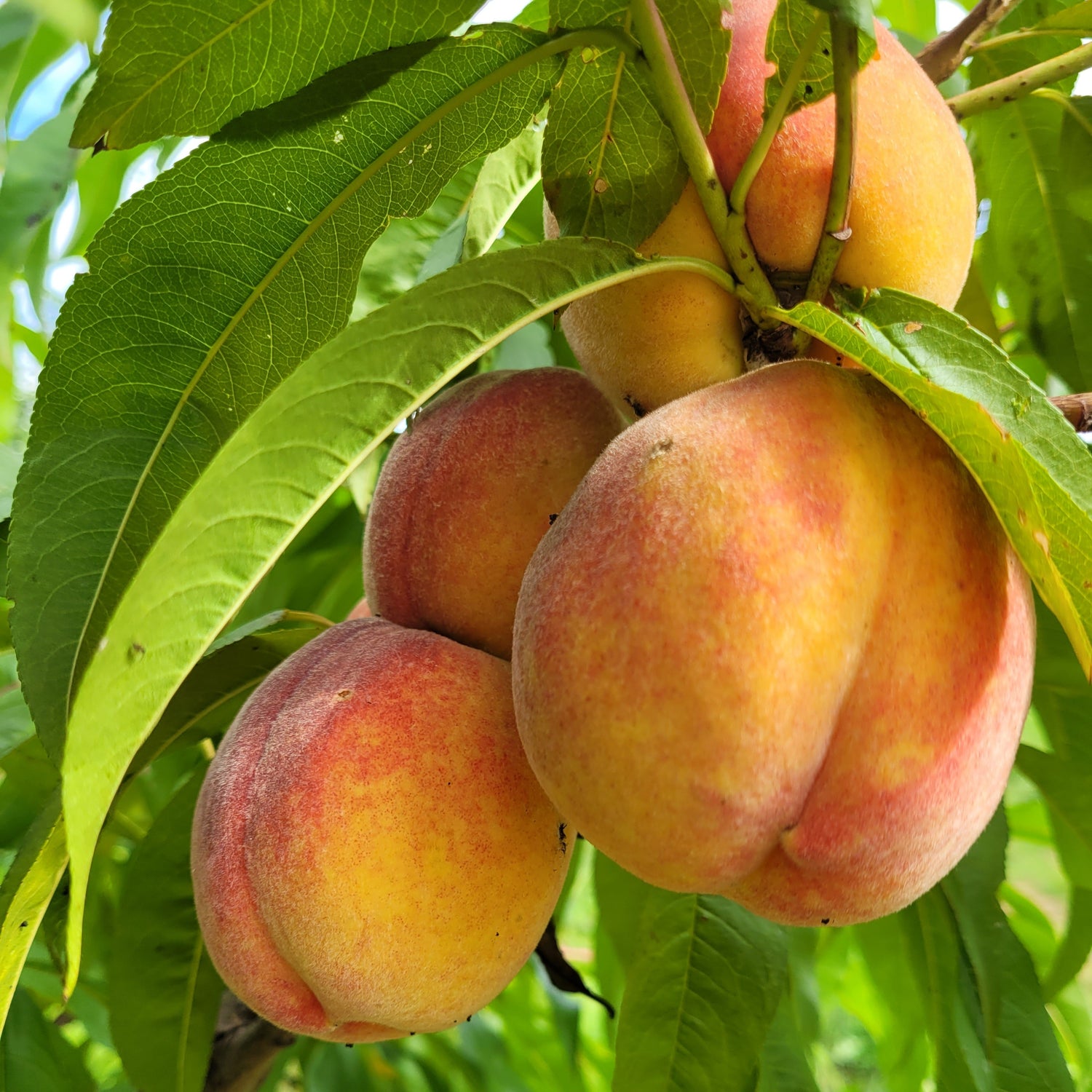 Redhaven Peach