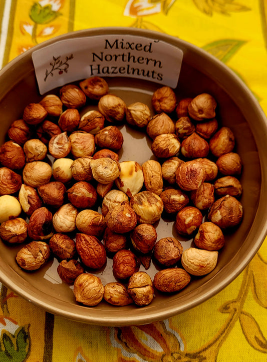 Mixed Northern Hazelnut Seedling