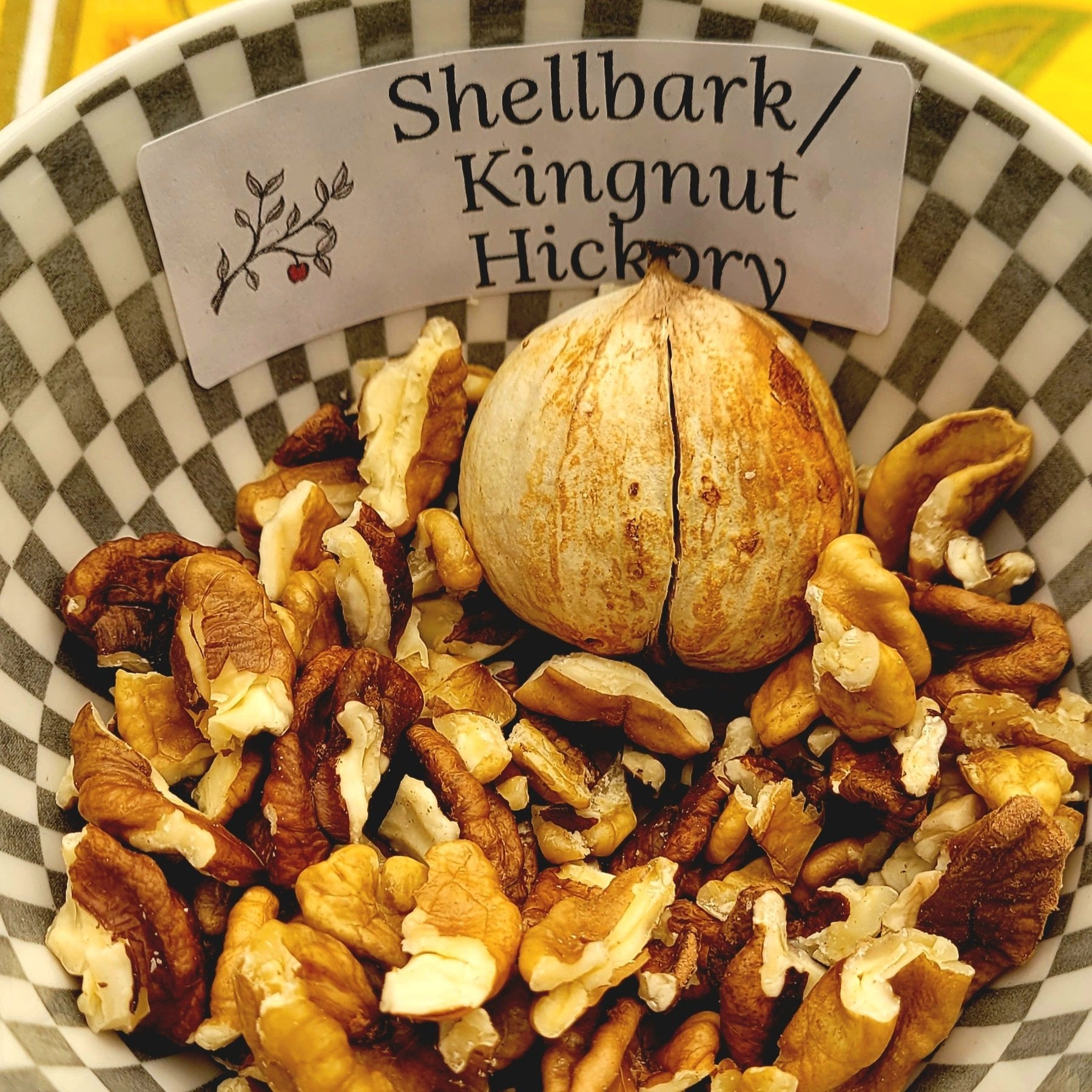 shellbark/kingnut hickory nuts in a bowl