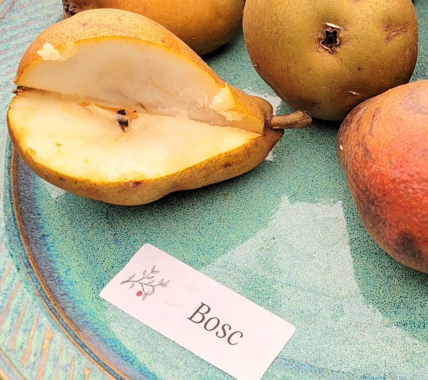 Bosc pears sitting on a plate.