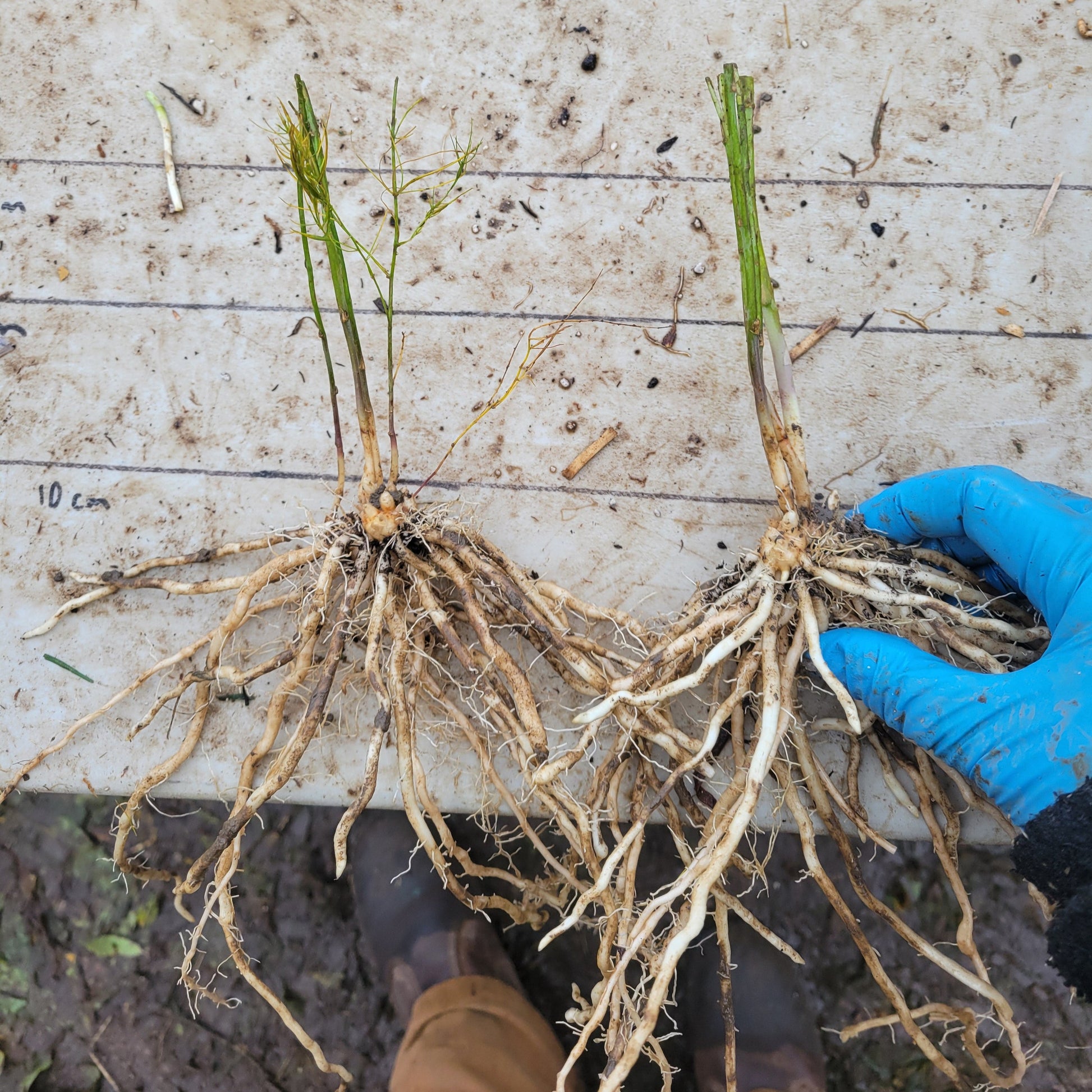 Spartacus F-1 Asparagus roots on table for scale