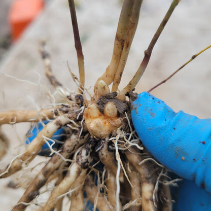 Spartacus F-1 Asparagus root closeup