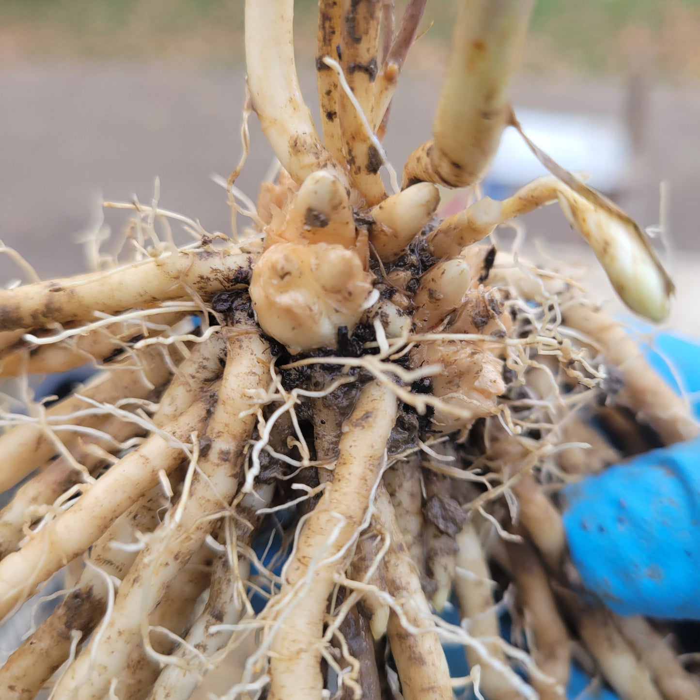 Spartacus F-1 Asparagus root closeup