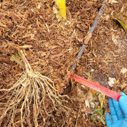 Precoce d'Argenteuil Asparagus root