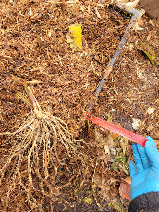 Precoce d'Argenteuil Asparagus root