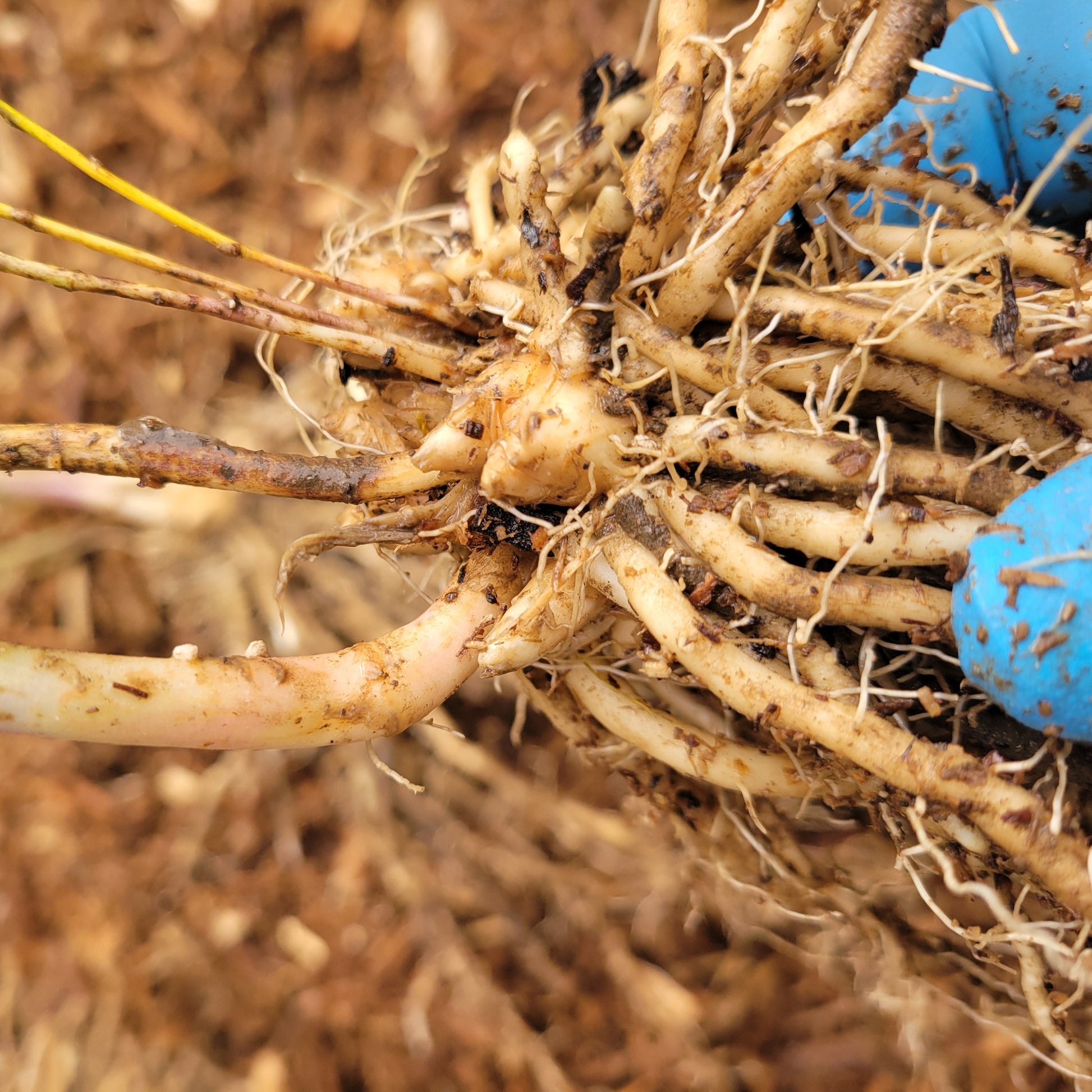 Precoce d'Argenteuil Asparagus root closeup