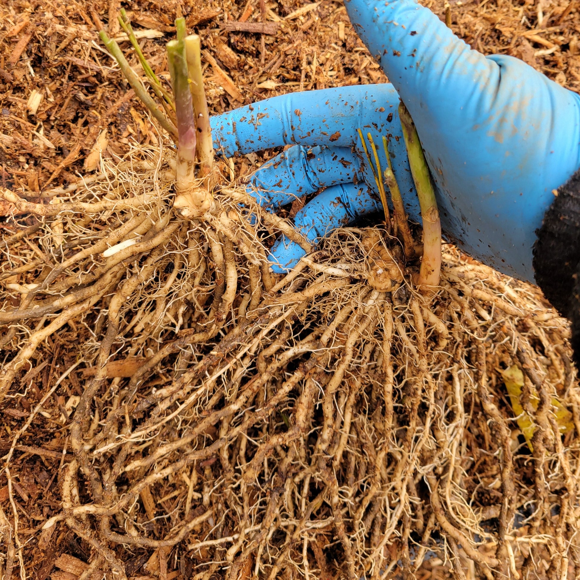 Precoce d'Argenteuil Asparagus roots