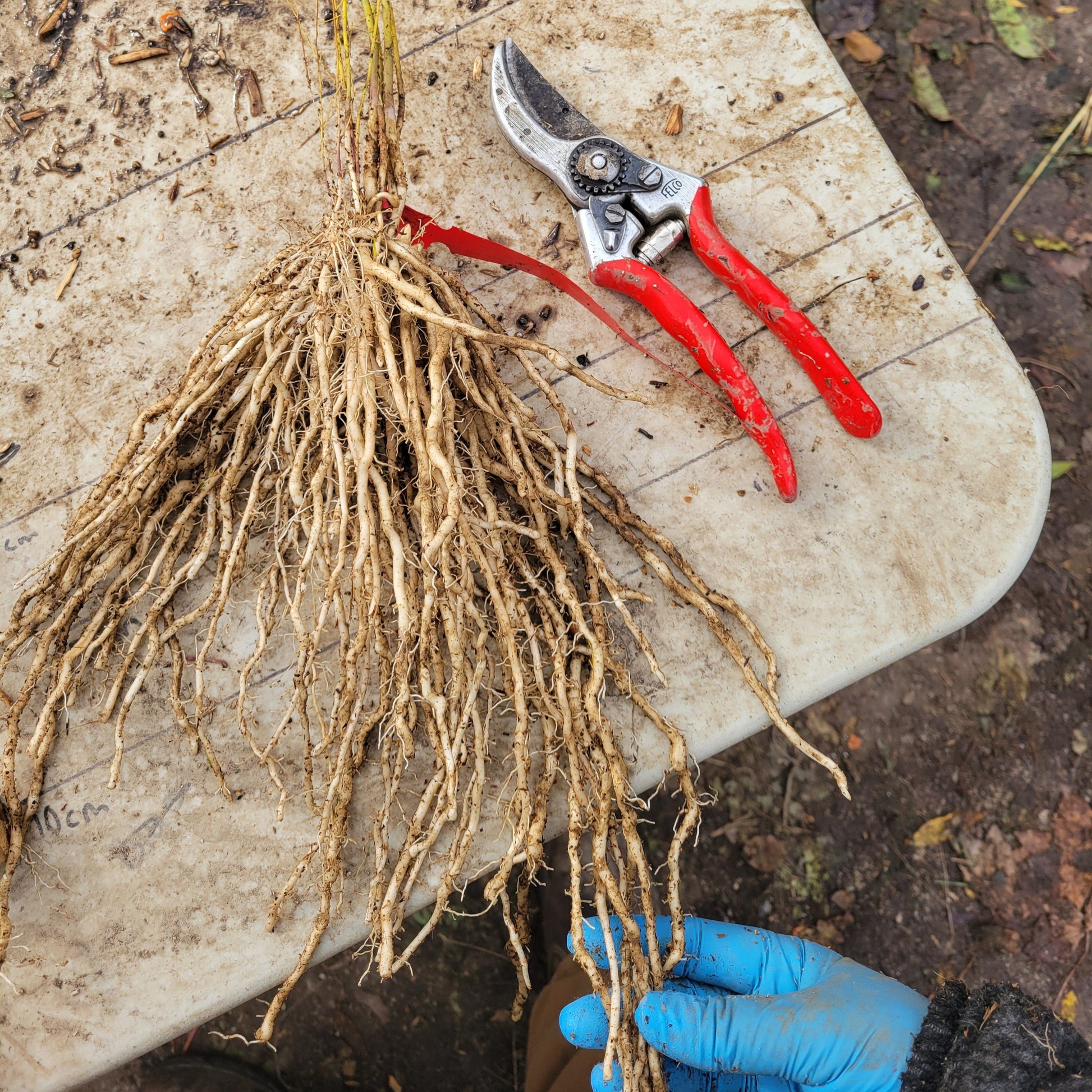 Mary Washington asparagus root crown  with a pair of felco pruners beside them for scale