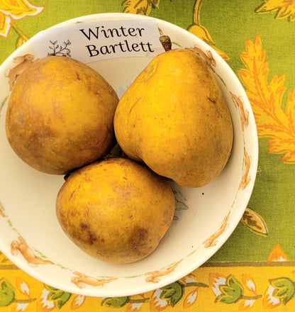 winter bartlett pears in a bowl