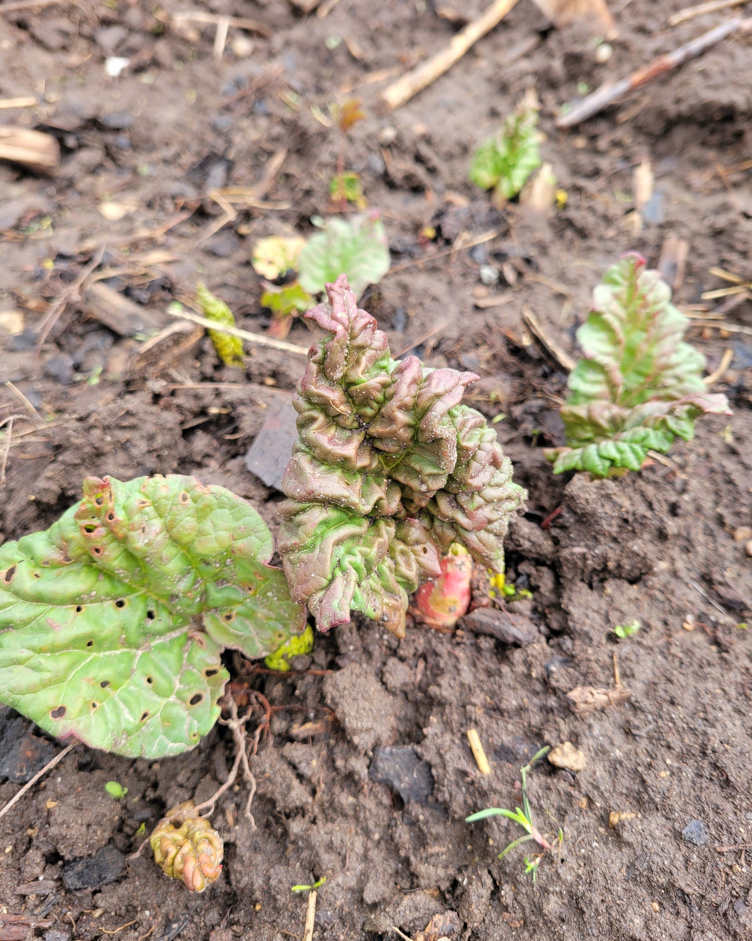 Grandma Barbara Anne rhubarb poking out in spring!