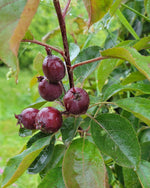 Maypole crabapples on the tree, wet from a rainfall.