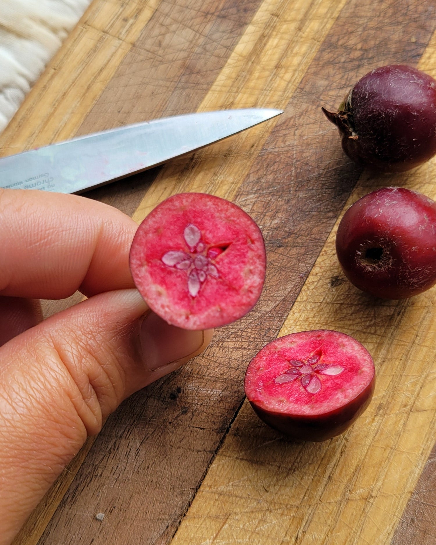 Maypole crabapple cut in half to reveal the red fleshed apple.