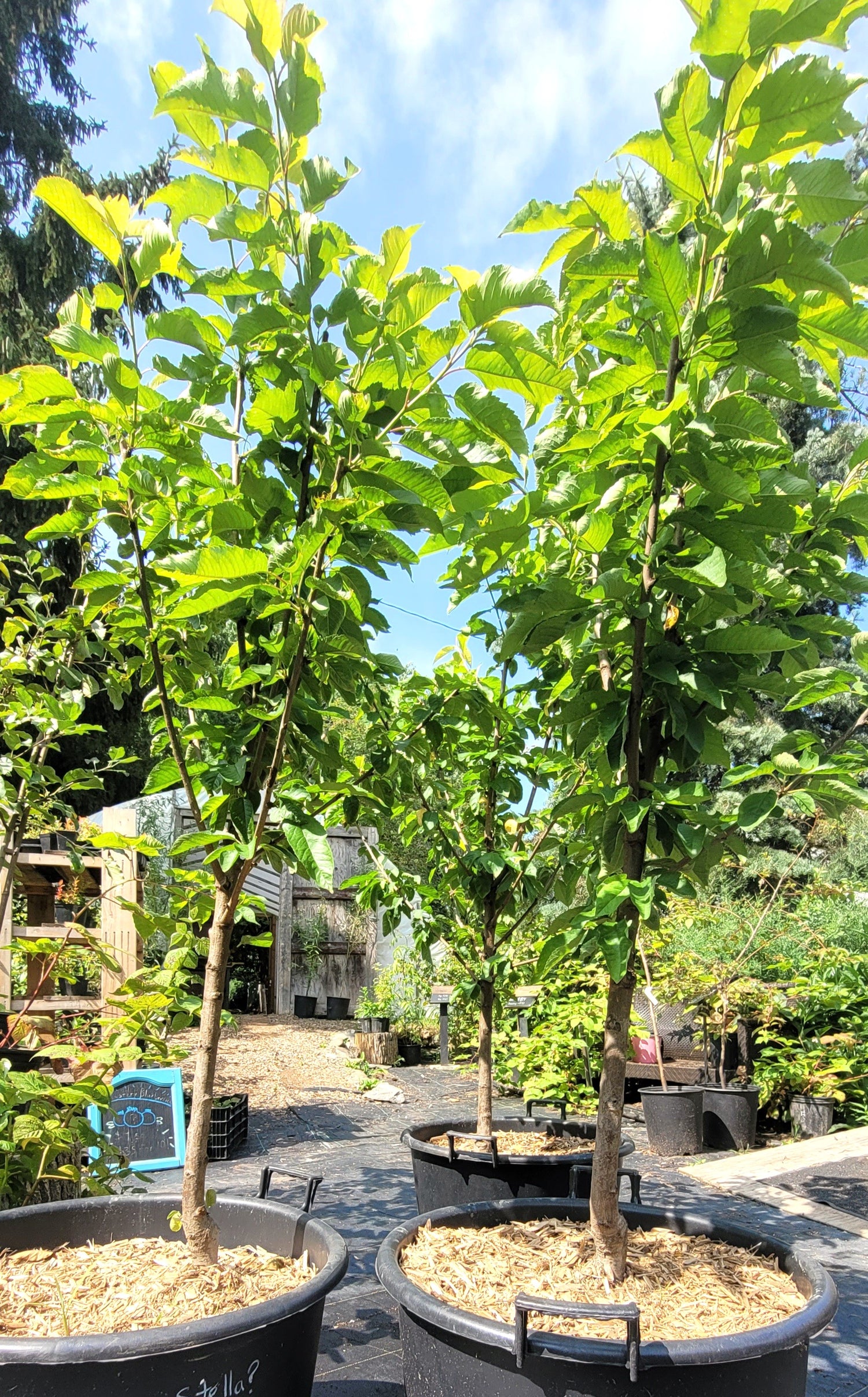 Potted Stella Sweet Cherry