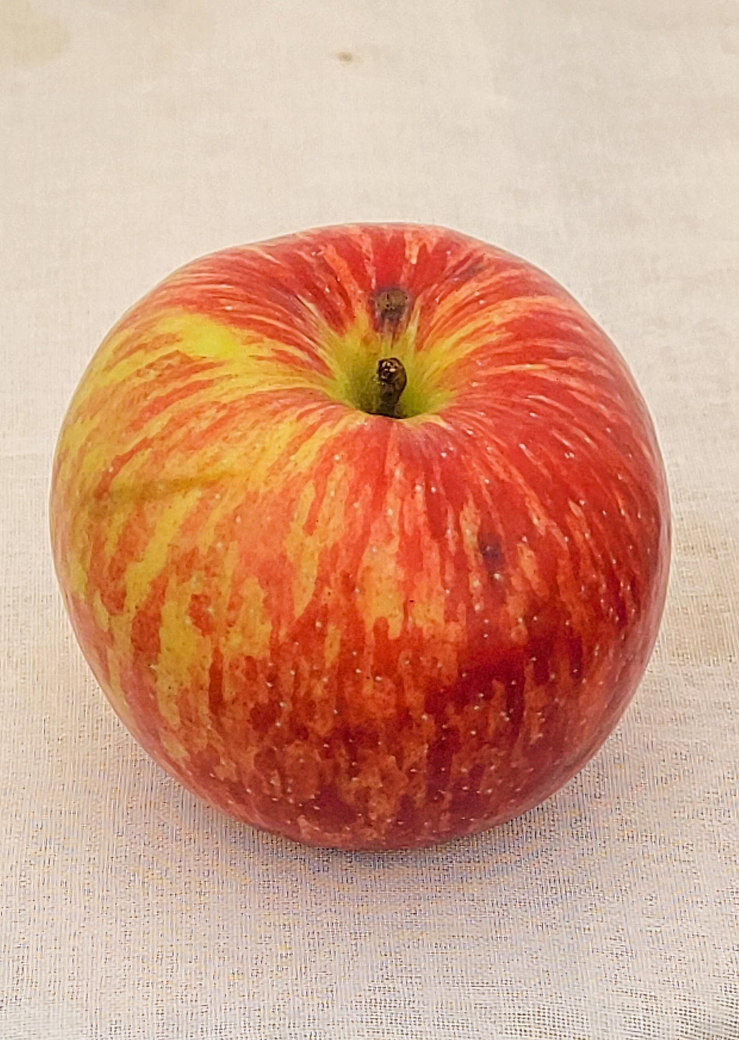 Duchess Apple Bareroot