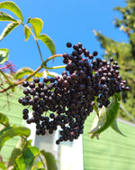 Scotia Elderberry ripe on the bush outside of Silver Creek Nursery sales area.