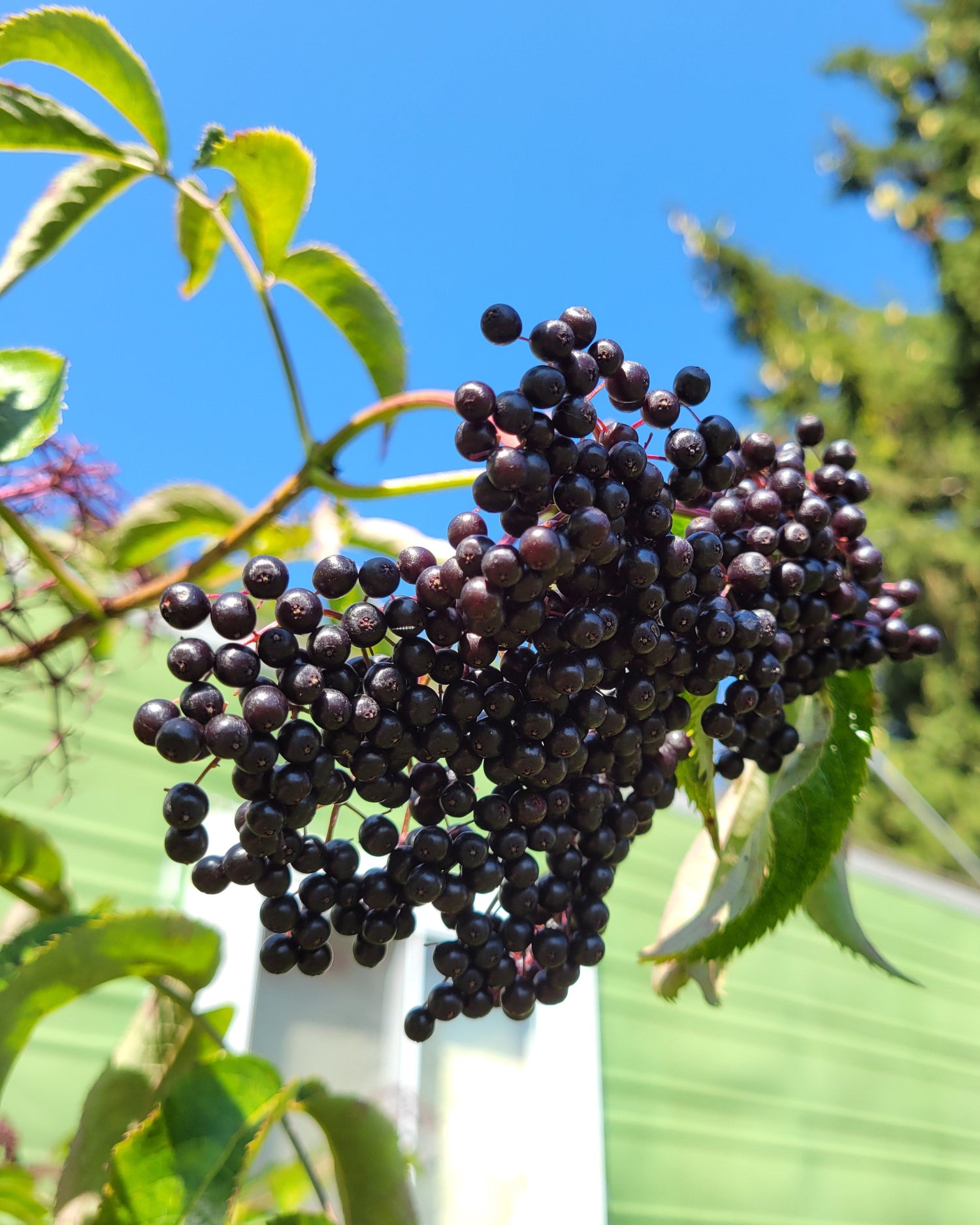 Scotia Elderberry ripe on the bush outside of Silver Creek Nursery sales area.