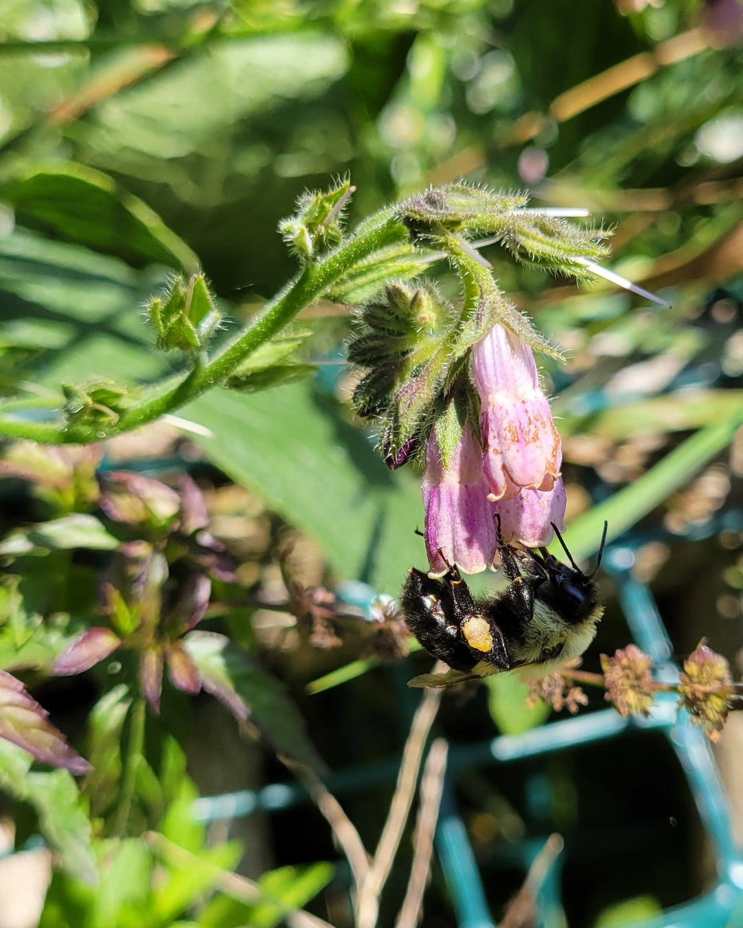 honeybee visiting comfrey blossom.