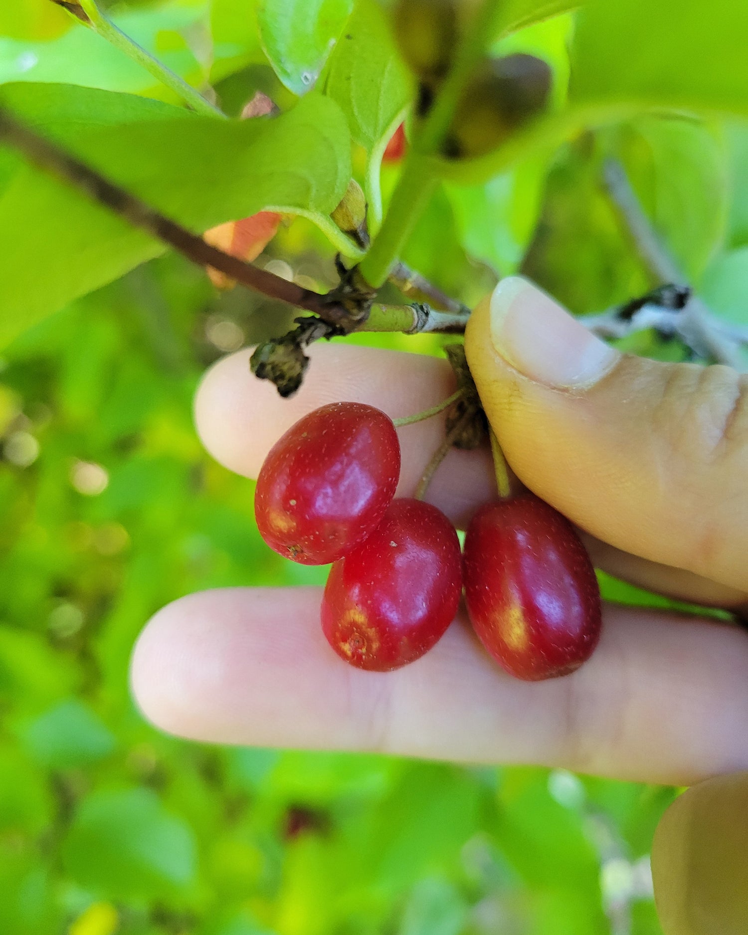 Hand holding three red Cornelian cherry fruits with green leaves in the background