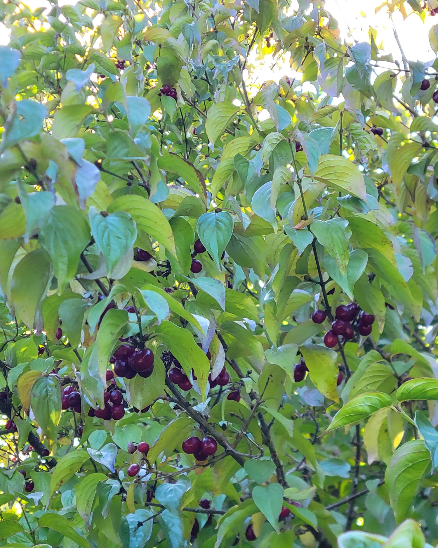 green leaves with small red Cornelian cherry fruits on the tree